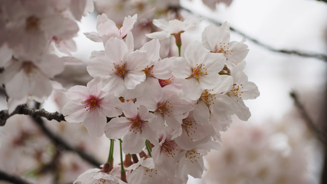 桜を望遠レンズで撮影