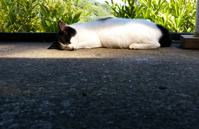 鋸山の猫